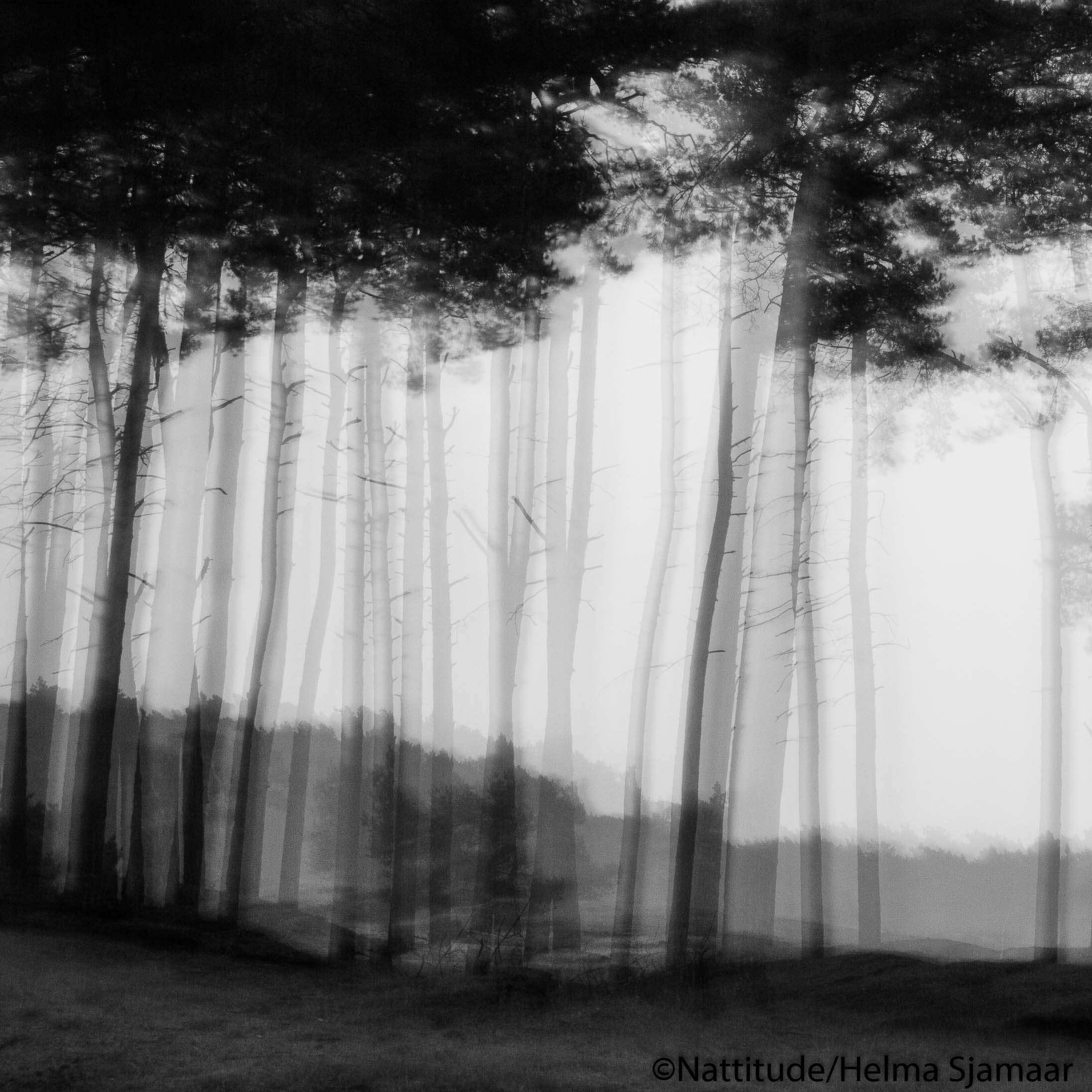 Bomen 07.jpg