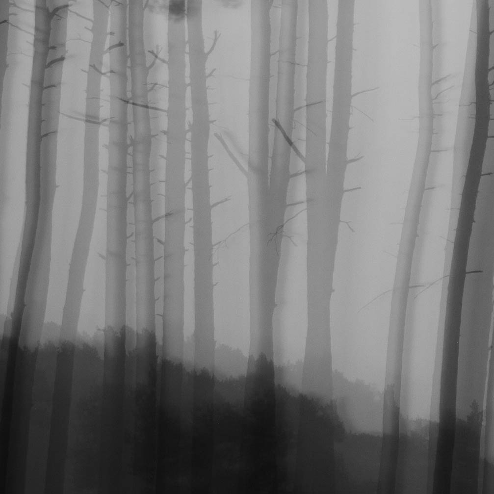 Bomen 10.jpg