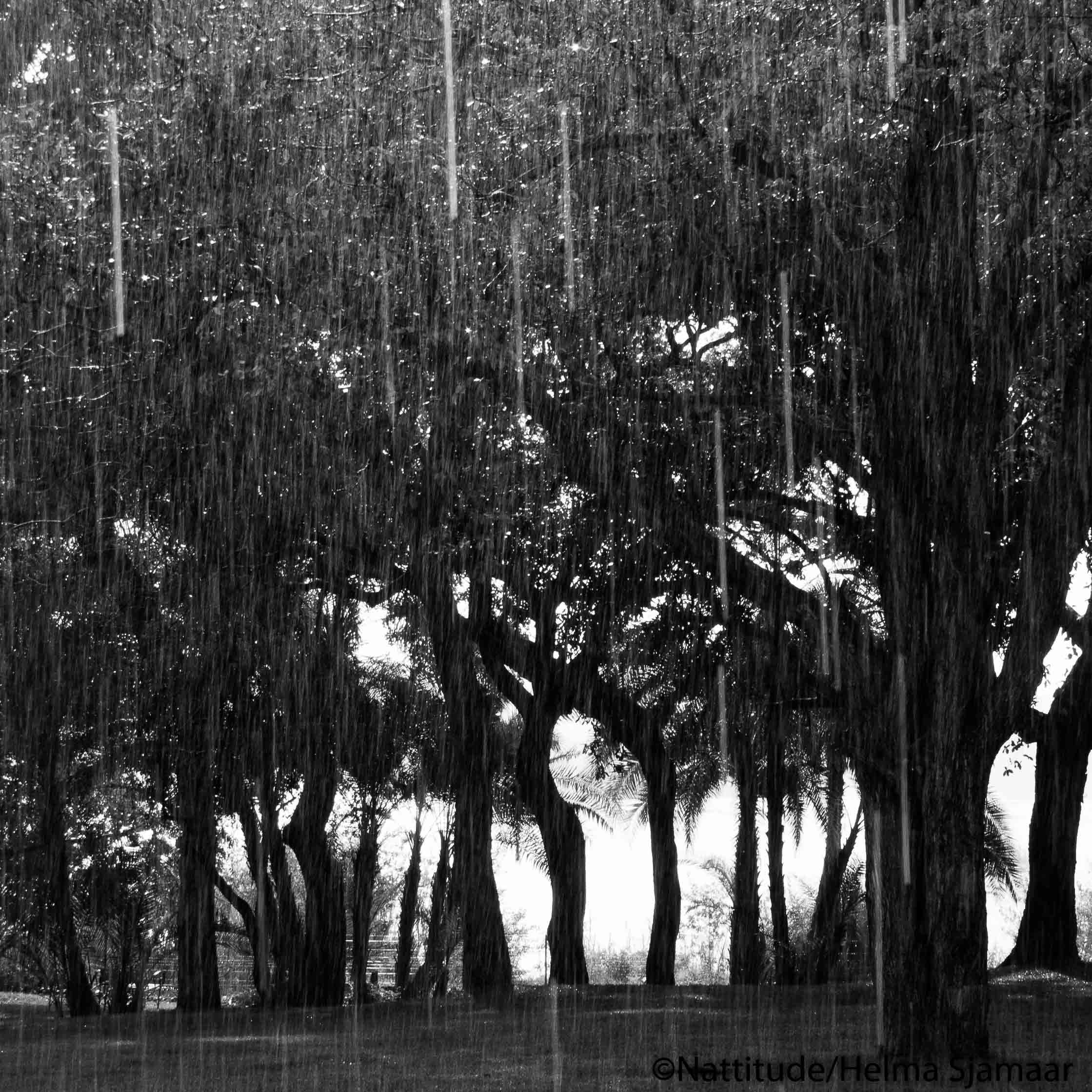 Bomen 11.jpg
