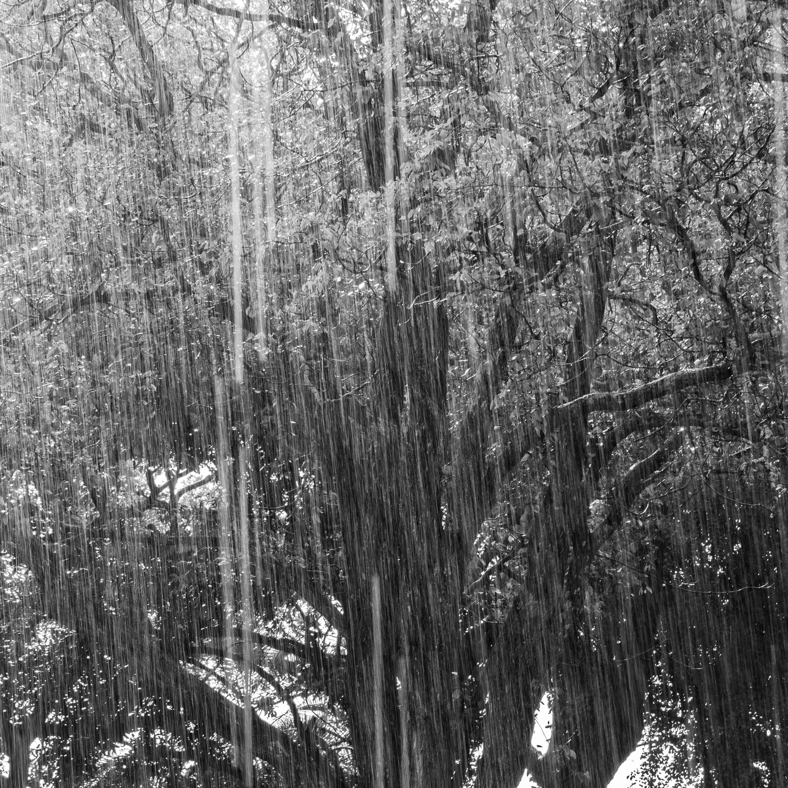 Bomen 12.jpg