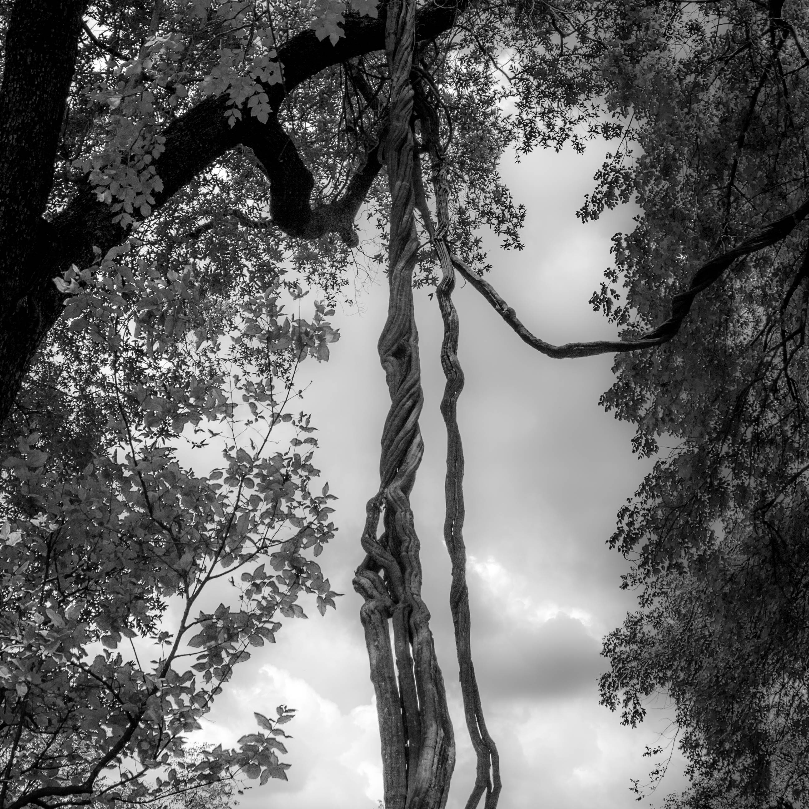 Bomen 13.jpg