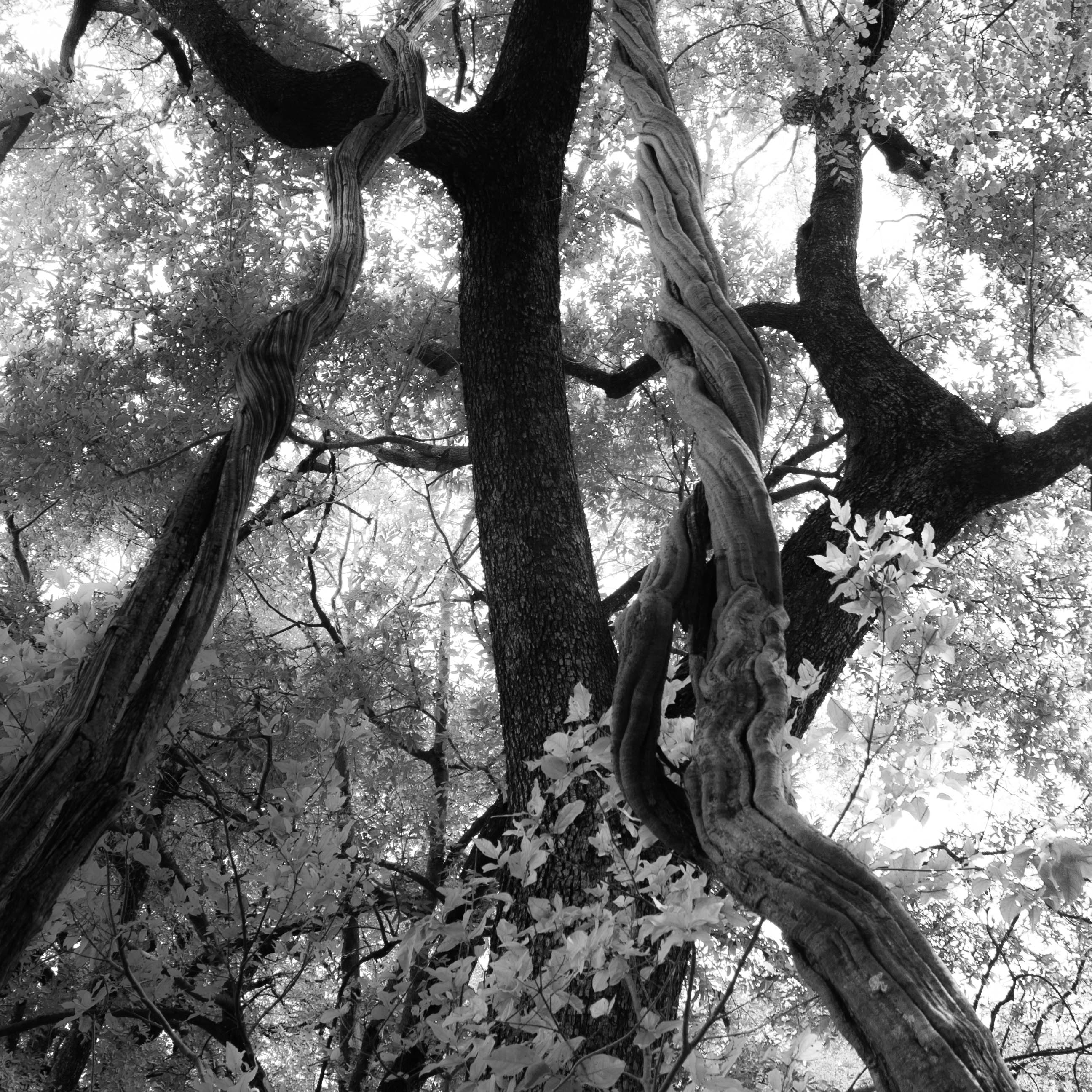Bomen 14.jpg