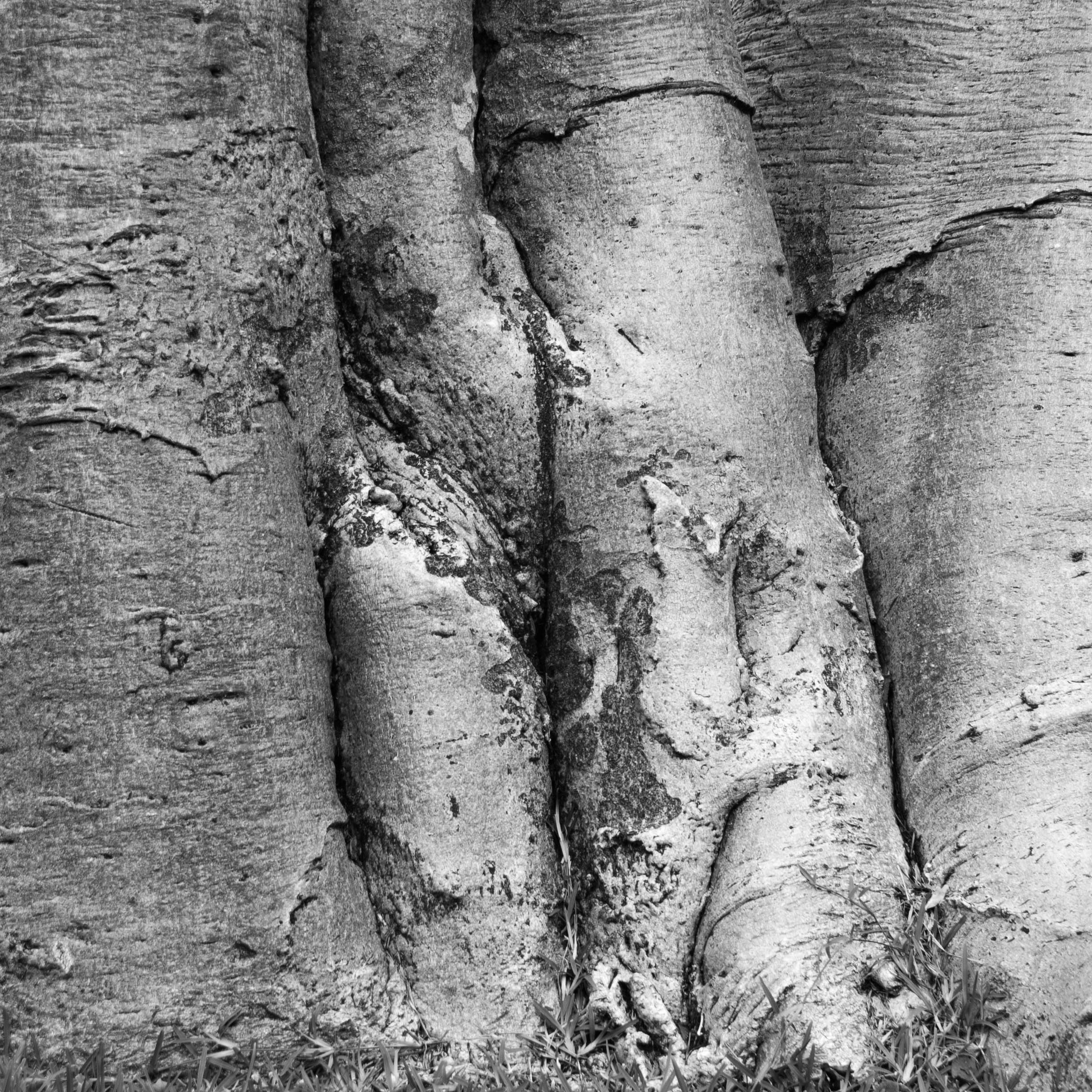 Bomen 17.jpg
