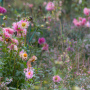 20191026-Giverny-herfst-14