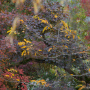 20191026-Giverny-herfst-36