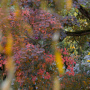 20191026-Giverny-herfst-37