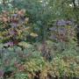 20191026-Giverny-herfst-39