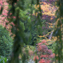 20191026-Giverny-herfst-41