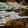 20191026-Giverny-herfst-44
