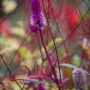 20191026-Giverny-herfst-47