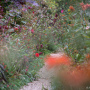 20191026-Giverny-herfst-48