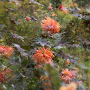 20191026-Giverny-herfst-49