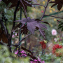 20191026-Giverny-herfst-5