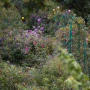 20191026-Giverny-herfst-57